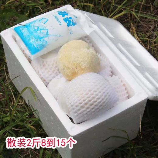 【果蔬精选】福建古田新鲜猴头菇 新鲜采摘 鲜香细腻 洁白饱满 深山种植 商品图5