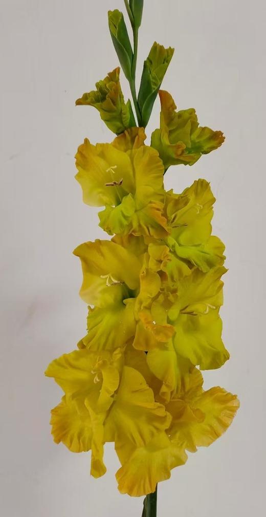 剑兰 | 卷边绿闪电 商品图0