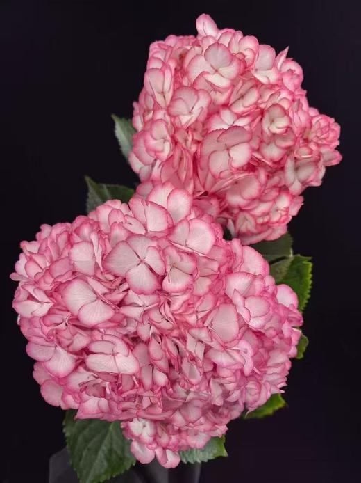 国产新品绣球合集 商品图0