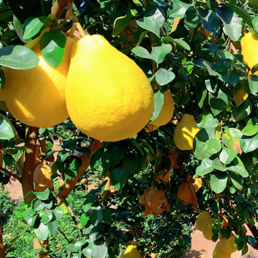 {积分兑换}【普通快递】容县沙田柚特级果礼盒装 2个装 商品图3