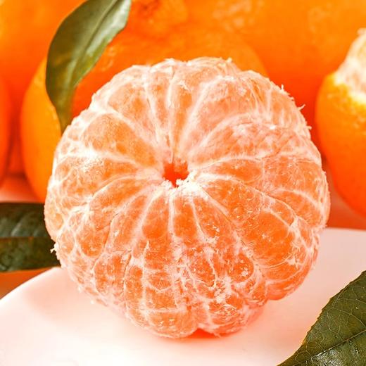 四川不知火丑橘 新鲜现摘 丑得特别 甜得出众 商品图5