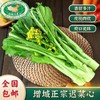 菜心甜了！本周日11月30日广州出发→增城采摘正宗迟菜心—同款 “心” 动！增城现摘迟菜心 农庄直供 新鲜直达 在家复刻田间鲜甜 商品缩略图2