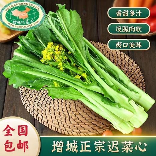 菜心甜了！本周日11月30日广州出发→增城采摘正宗迟菜心—同款 “心” 动！增城现摘迟菜心 农庄直供 新鲜直达 在家复刻田间鲜甜 商品图2