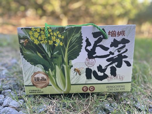 菜心甜了！本周日11月30日广州出发→增城采摘正宗迟菜心—同款 “心” 动！增城现摘迟菜心 农庄直供 新鲜直达 在家复刻田间鲜甜 商品图4