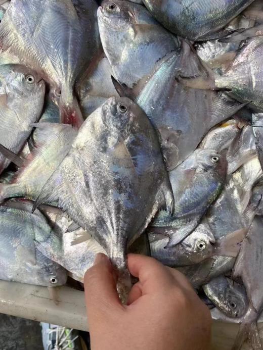 &“辅食王”白鲳鱼🐟简单清蒸，肉甜细嫩，老人小孩放心吃，【活冻】 商品图6