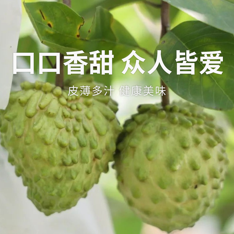 【凤梨释迦果】 果肉绵密如冰淇淋 凤梨奶香浓郁 入口即化  250-300g/350g