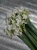 小众稀有花材纸白洋水仙1扎10支 商品缩略图3