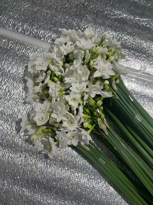 小众稀有花材纸白洋水仙1扎10支 商品图3