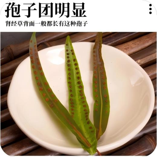 长白山肾精茶黄金草茶嗷嗷叫茶 商品图2