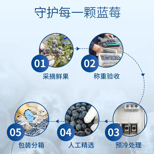 【云南L25蓝莓】无打蜡不催熟 绿色种植 孕妇儿童放心吃 400g 商品图4