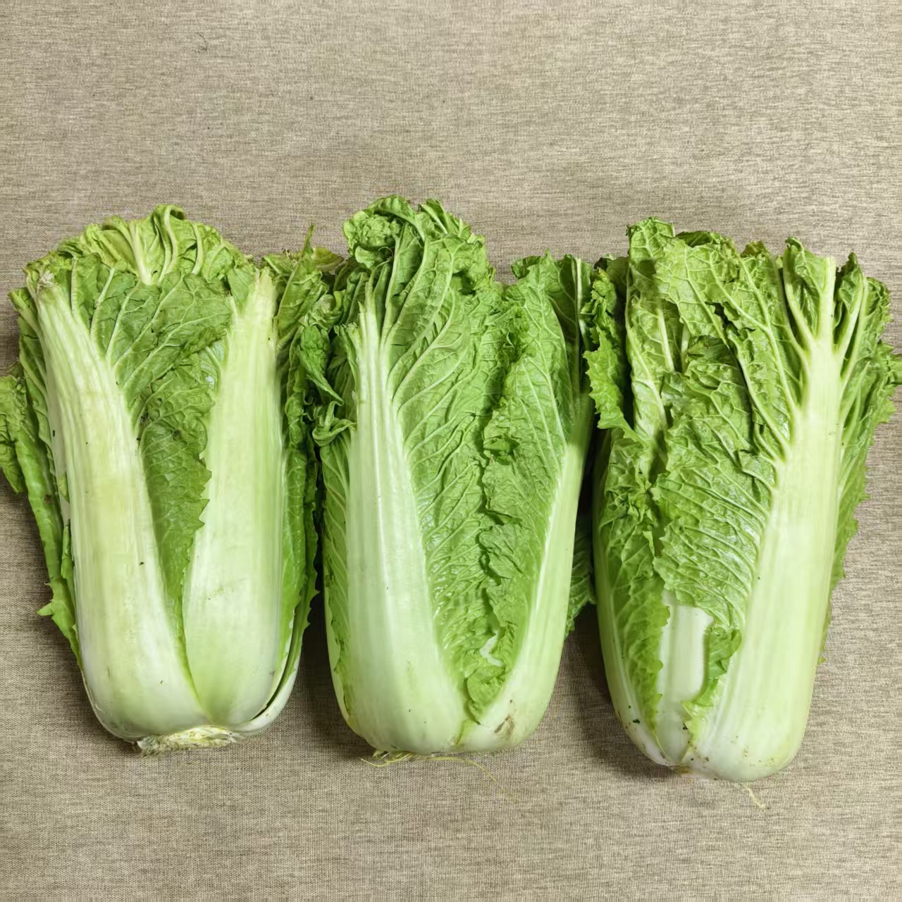 无可替代的大白菜 百菜不如白菜，平淡才是答案 大贺农场生态大白菜