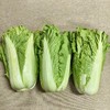 无可替代的大白菜 百菜不如白菜，平淡才是答案 大贺农场生态大白菜 商品缩略图0