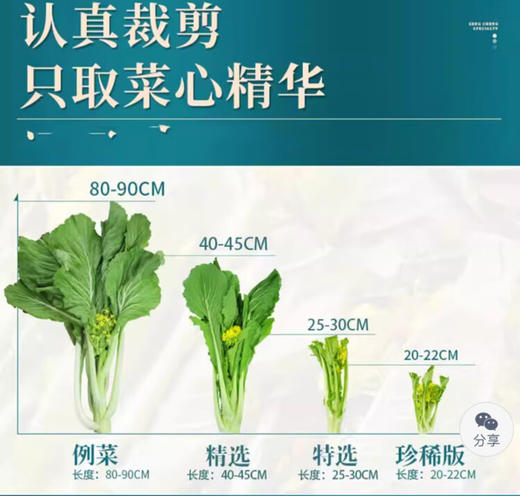 菜心甜了！本周日11月30日广州出发→增城采摘正宗迟菜心—同款 “心” 动！增城现摘迟菜心 农庄直供 新鲜直达 在家复刻田间鲜甜 商品图5