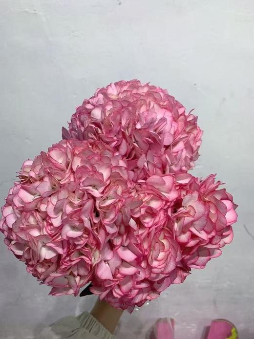 国产新品绣球合集 商品图1