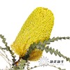 南非花材 | 班克木黄色 Dyed Yellow【可能染色不均匀，有色差， 介意慎拍】
 商品缩略图0
