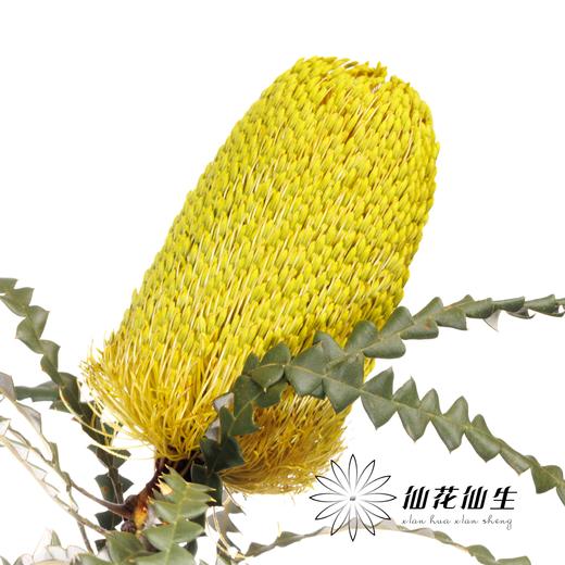 南非花材 | 班克木黄色 Dyed Yellow【可能染色不均匀，有色差， 介意慎拍】
 商品图0