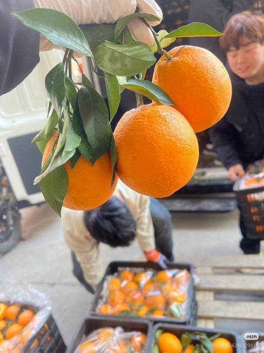 维C蜜橙赣南橙子5斤礼盒 商品图3