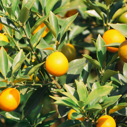 广西 融安脆蜜金柑1.5/3斤顺丰 商品图1