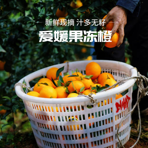 【爱媛果冻橙】果肉橙黄透亮 无渣多汁 天然健康水果 整箱5斤（8-12枚） 商品图3