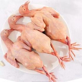 （冷链）散养土鸽8-9两乳鸽鸽子孕妇滋补养护 过节过年送礼