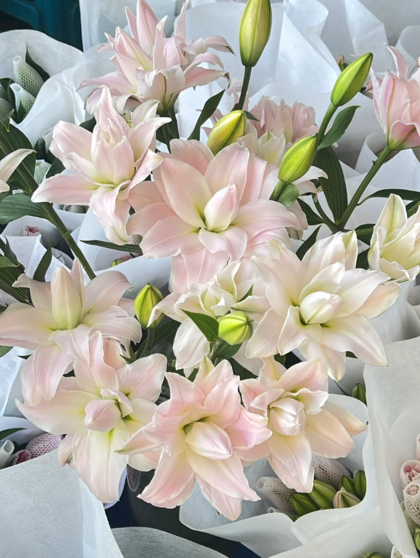 百合重瓣 | 女神