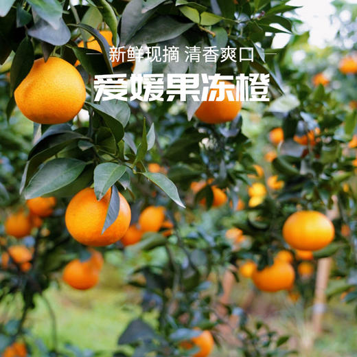 【爱媛果冻橙】果肉橙黄透亮 无渣多汁 天然健康水果 整箱5斤（8-12枚） 商品图4