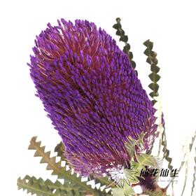 南非花材 | 班克木紫色Hookeriana Purple【可能染色不均匀，有色差， 介意慎拍】