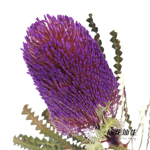 南非花材 | 班克木紫色Hookeriana Purple【可能染色不均匀，有色差， 介意慎拍】 商品图0