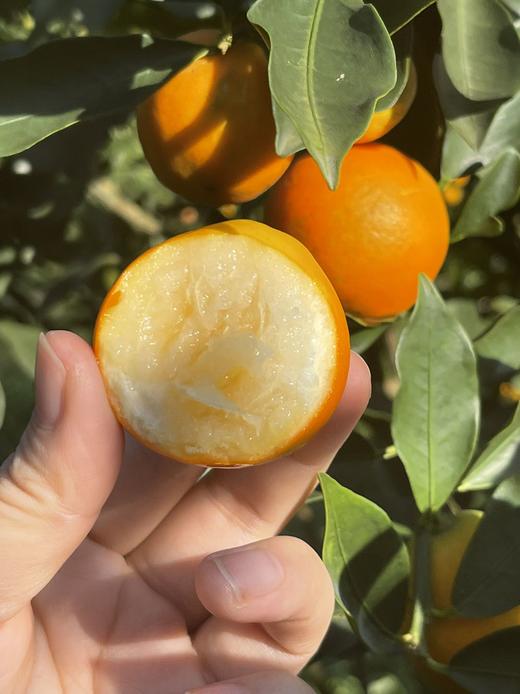 脆蜜金柑【SGS无农残检测】超甜超润融安金桔 0酸涩感 核心产区 脆甜水嫩 精选一级果 京东/顺丰发货 商品图0