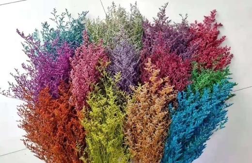 情人草-吸色 商品图0