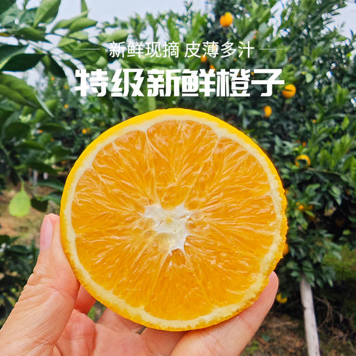 【赣南脐橙】脐橙之乡直供 无催熟不打蜡 绿色生态种植 5斤 商品图1