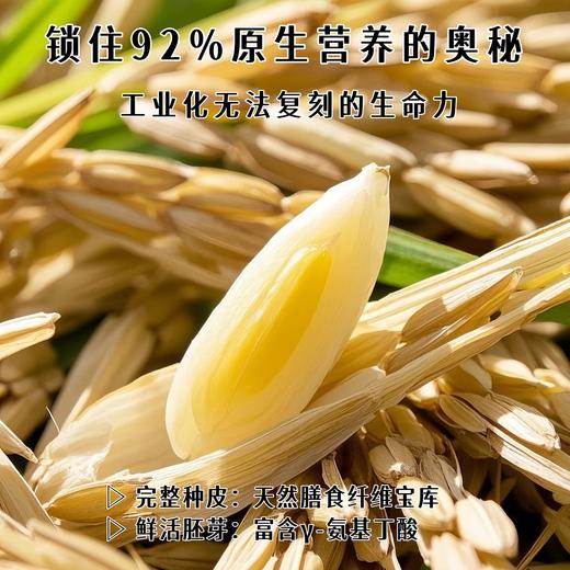 自然农法糙米 | 1kg/2.5kg/5kg 颗粒饱满 口感香糯 煮饭煮粥打浆 粗粮主食 自然农耕 我自然 商品图5