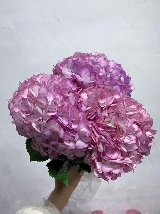 国产新品绣球合集 商品图5