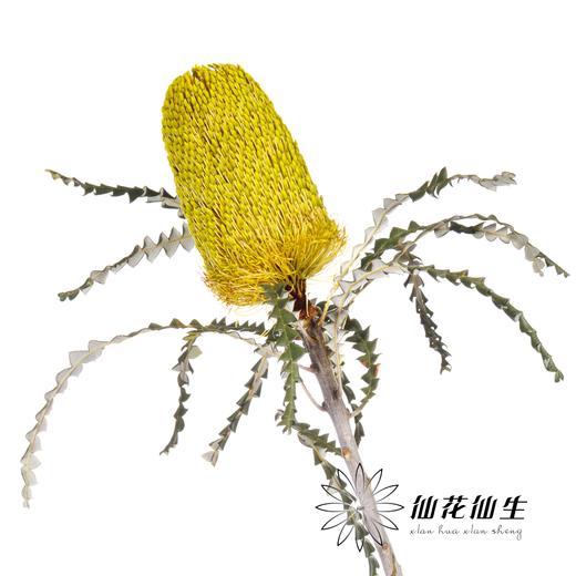 南非花材 | 班克木黄色 Dyed Yellow【可能染色不均匀，有色差， 介意慎拍】
 商品图1