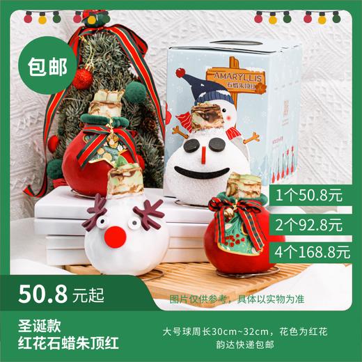 超值体验价!大球石蜡朱顶红 圣诞款 顺丰包邮 昆明发货 商品图0