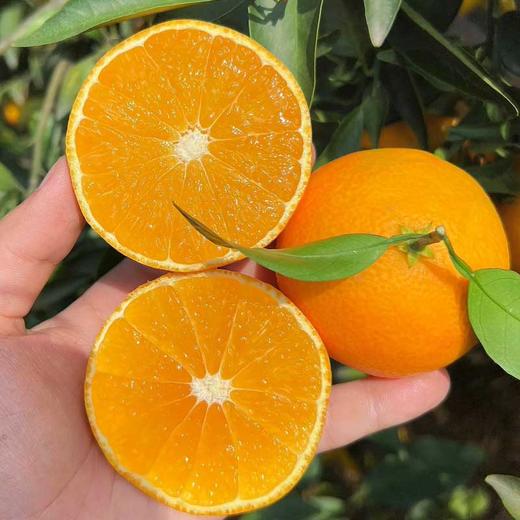 福建红美人果冻橙 新鲜现摘 果冻般口感 甜嫩爆汁 商品图0