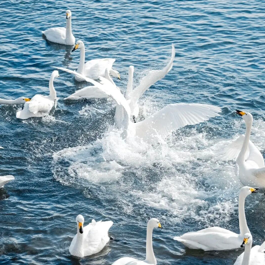 元旦3天【烟墩角930元】与天鹅共舞-拥抱海岸线第一绥阳光の天鹅湖-海草房-成山头-青州古城