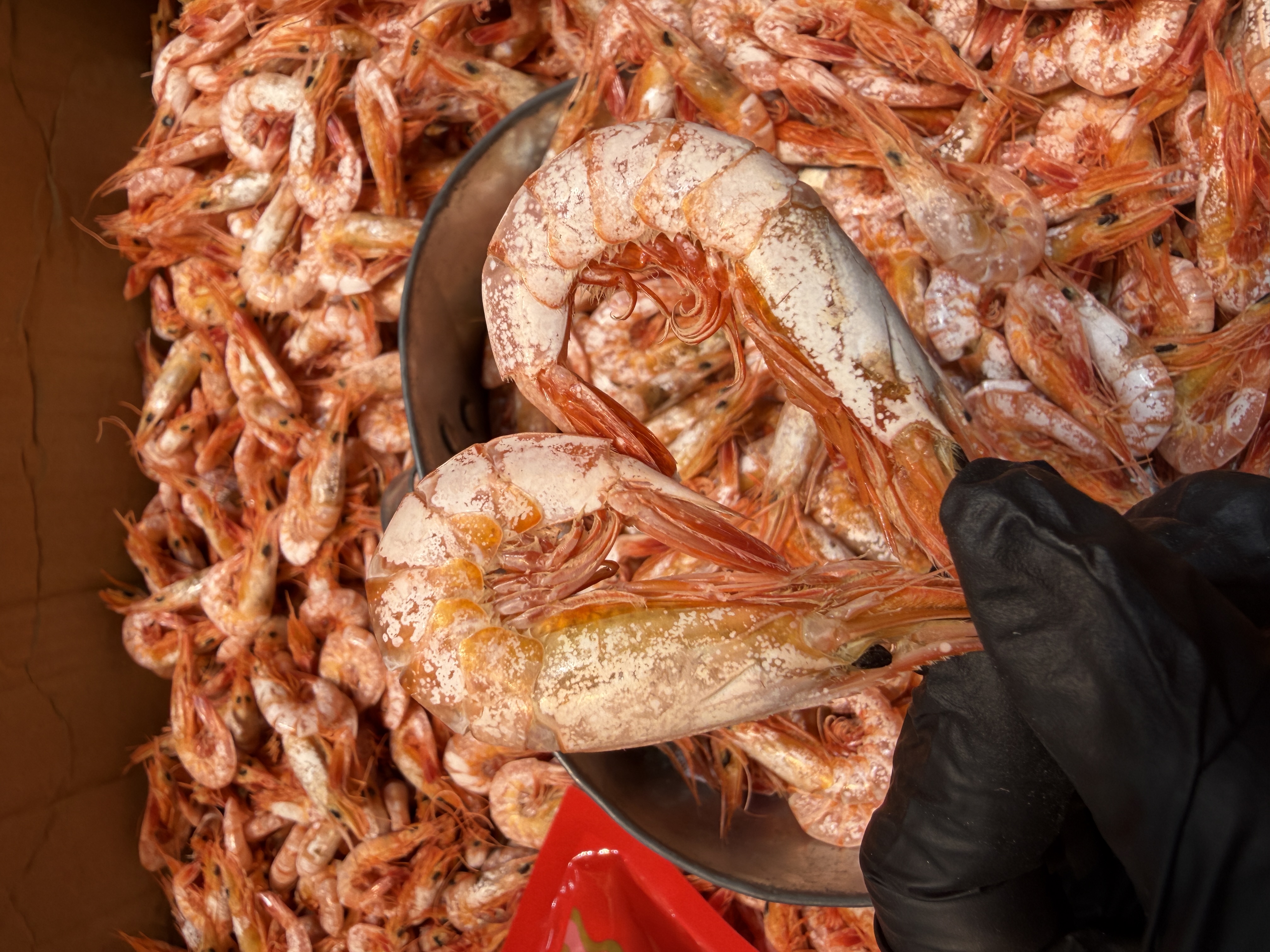 滑皮虾干，真真正正的健康零食 海上捕捞直接烤熟烘干