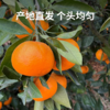【涌泉蜜橘】 甘润清香 皮薄多汁 新鲜现摘不齁甜 秋冬解腻神器 4.5-5斤（16-24个） 商品缩略图2
