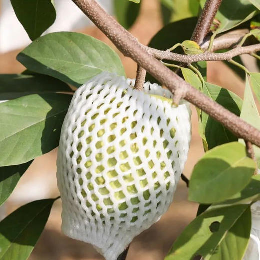 【凤梨释迦果】 果肉绵密如冰淇淋 凤梨奶香浓郁 入口即化  250-300g/350g 商品图4