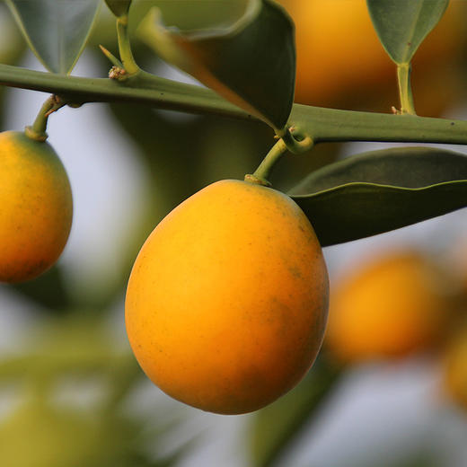 广西 融安滑皮金桔3斤顺丰 商品图1