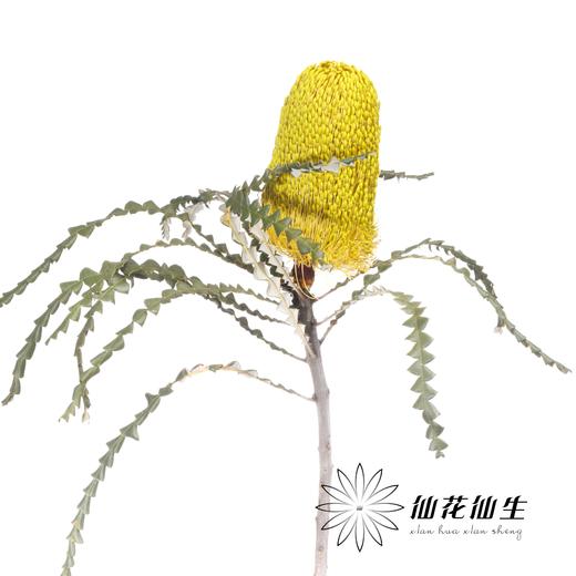 南非花材 | 班克木黄色 Dyed Yellow【可能染色不均匀，有色差， 介意慎拍】
 商品图3