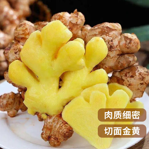 【云南小黄姜】现挖现发 基地直发 香气浓郁 辛辣十足 肉质细密 切面金黄 2种规格任选 商品图2