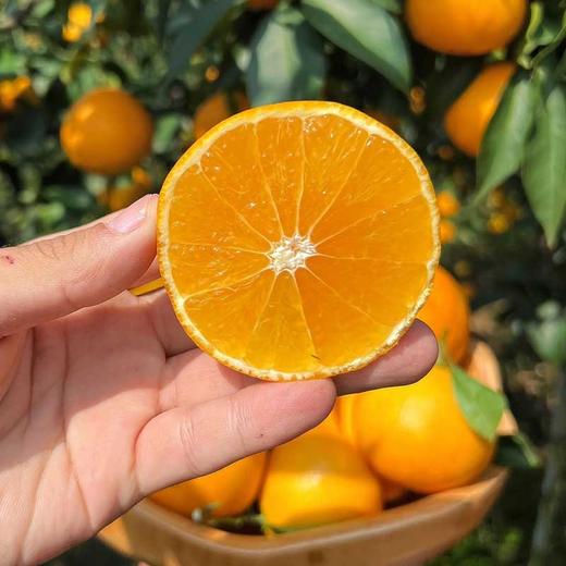 福建红美人果冻橙 新鲜现摘 果冻般口感 甜嫩爆汁 商品图2