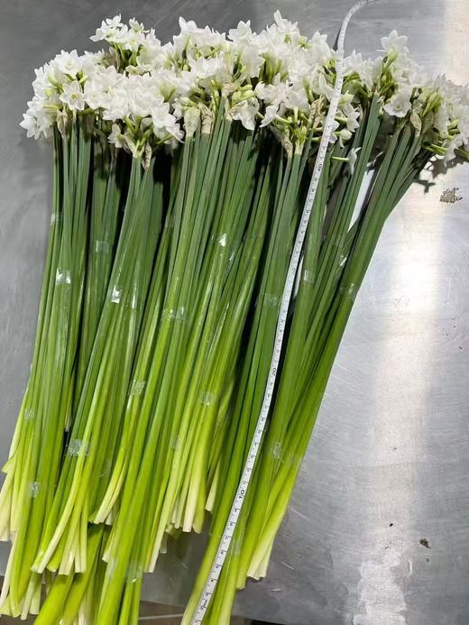 小众稀有花材纸白洋水仙1扎10支 商品图4