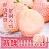 【邮政空运】草莓界的颜值天花板！淡雪白草莓，奶香蜜甜，一口沦陷！ 商品缩略图4