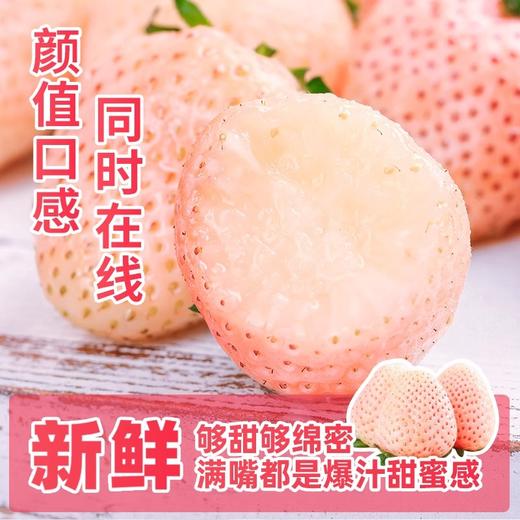 【邮政空运】草莓界的颜值天花板！淡雪白草莓，奶香蜜甜，一口沦陷！ 商品图4