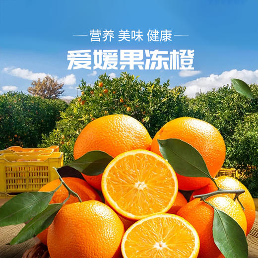【爱媛果冻橙】果肉橙黄透亮 无渣多汁 天然健康水果 整箱5斤（8-12枚） 商品图1