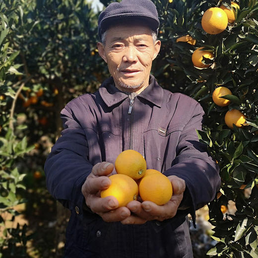助力湖南麻阳冰糖橙，汁多肉脆，甜润爽口，个头小却甜，像冰糖一样的甜橙 商品图0