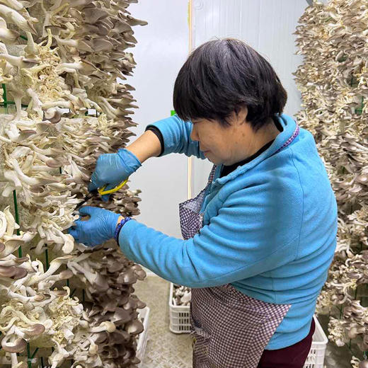 农家种植秀珍菇不带跟 240g 食用菌菇 新鲜现摘蘑菇 肉头滑嫩 适合素炒和油炸 商品图3
